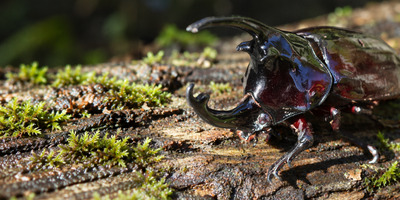 No.64 ケンタウロスオオカブトを図鑑に追加