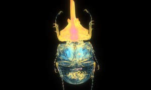 ケンタウロスオオカブトのX線透過像