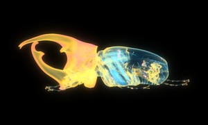 ケンタウロスオオカブトの断層画像