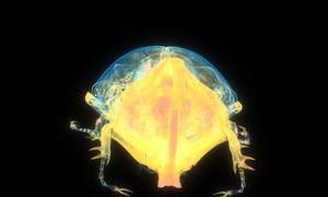 ケンタウロスオオカブトの断層画像