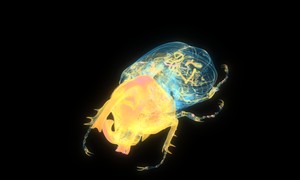 ケンタウロスオオカブトの断層画像