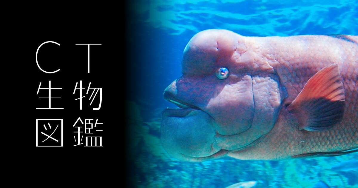ハぁ〜いサイ No.33 Asian Sheepshead Wrasse｜CT生物図鑑
