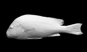 コロダイの3Dイメージ