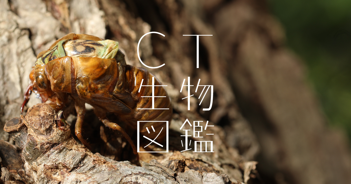 No.42-1 robust cicada | CT生物図鑑