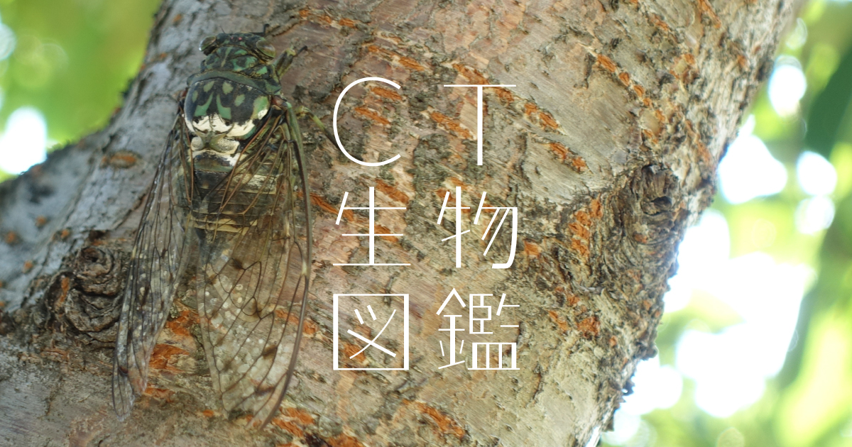 ことみんみんぜみ ミンミンゼミ - Wikipedia