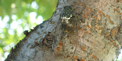 No.42-2 ミンミンゼミ成虫を図鑑に追加