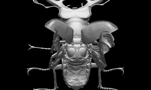 ミヤマクワガタの3Dイメージ