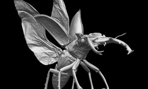 ミヤマクワガタの3Dイメージ