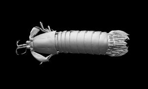 モンハナシャコの3Dイメージ