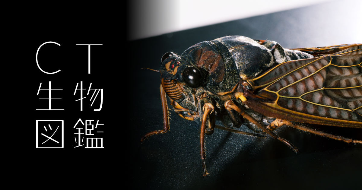 No.02 Large Brown Cicada | CT生物図鑑