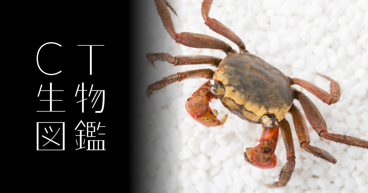 No.09 沢蟹・赤手蟹 | CT生物図鑑