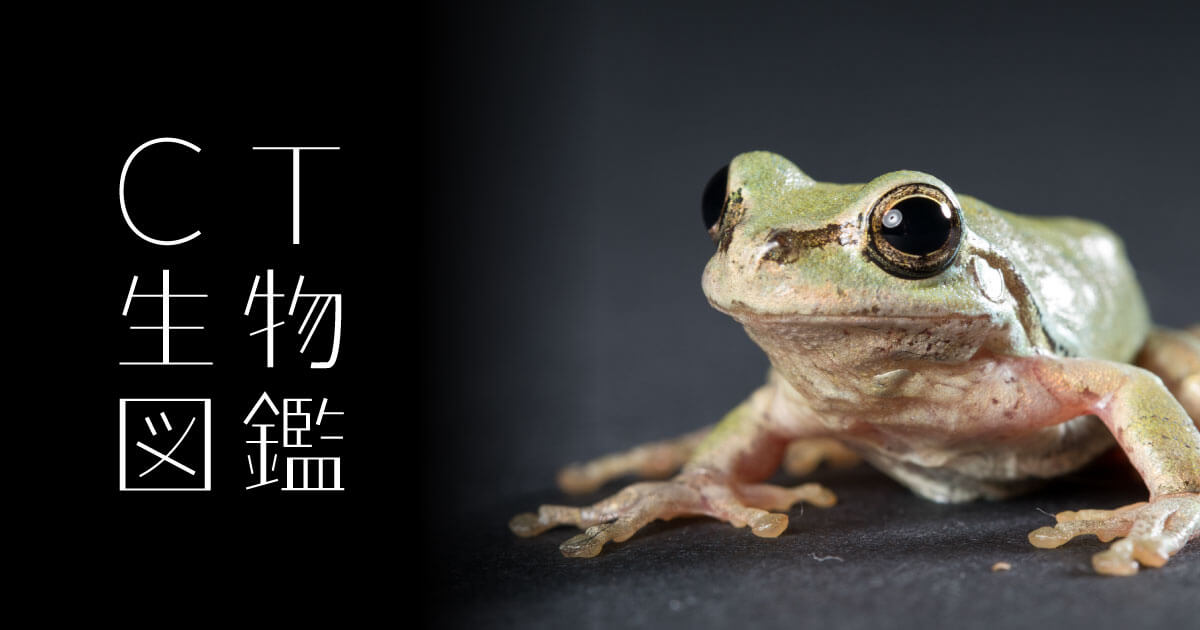 No.03 アマガエル | CT生物図鑑