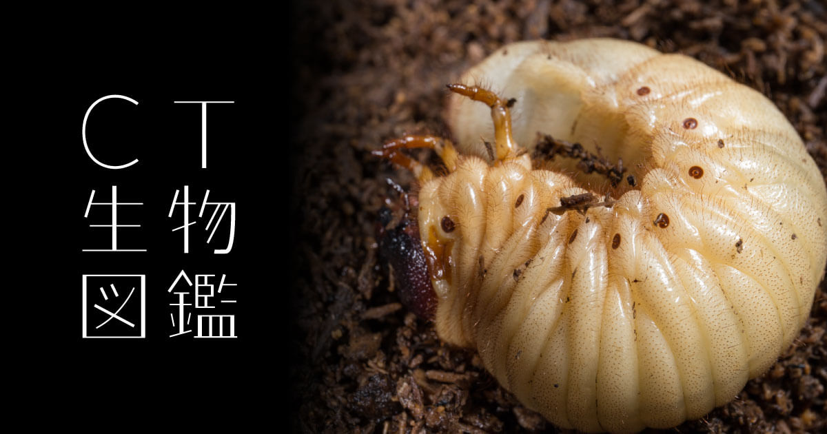 No.05-1 Japanese rhinoceros beetle | CT生物図鑑