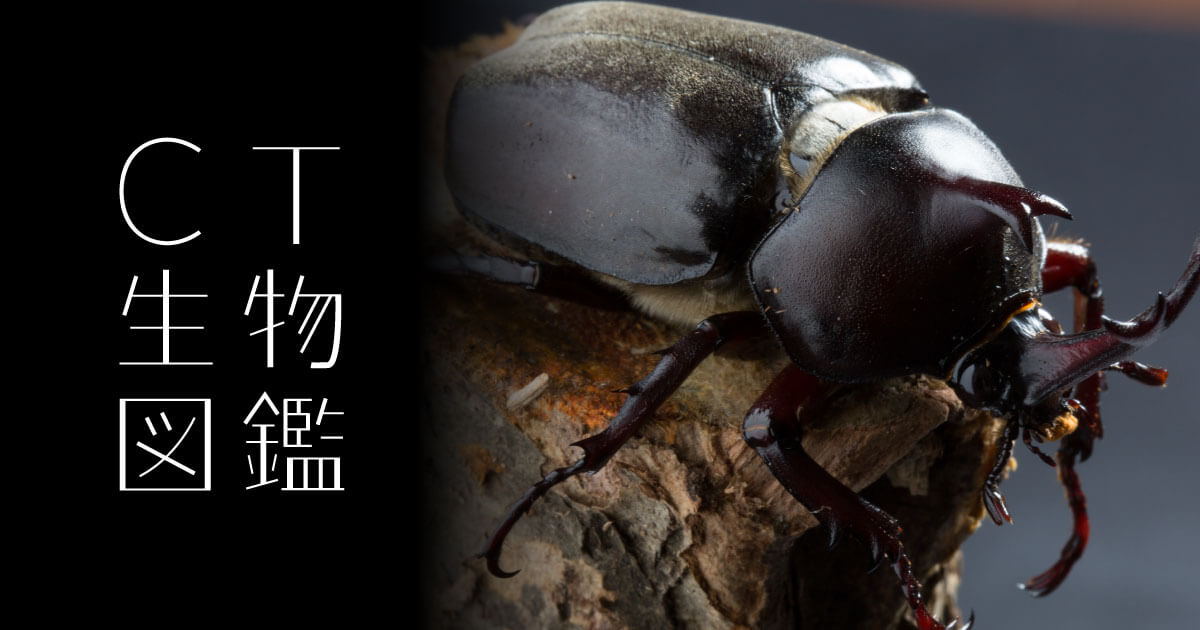 カブトムシ f-kabu62.jpg