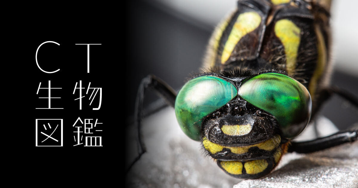 No.12 オニヤンマ | CT生物図鑑