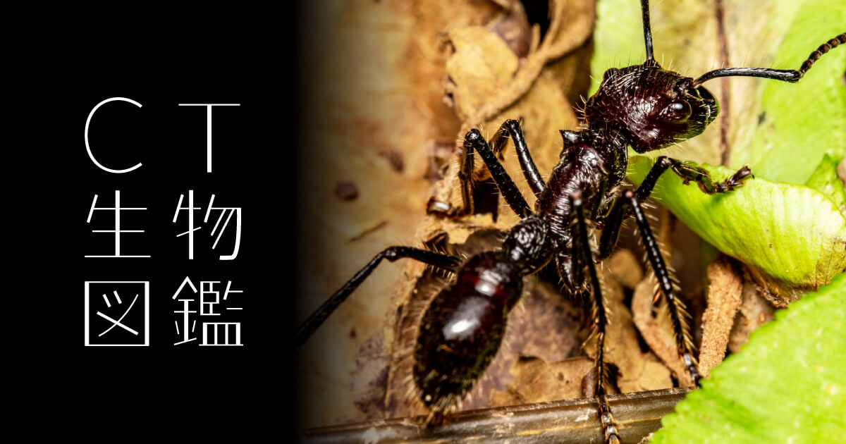 【9mm】ナベブタアリの一種 標本 クロオオアリグンタイアリ 標本 パラポネラ No.24 パラポネラ | CT生物図鑑