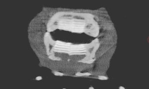 ハリセンボンの口の部分のCT画像