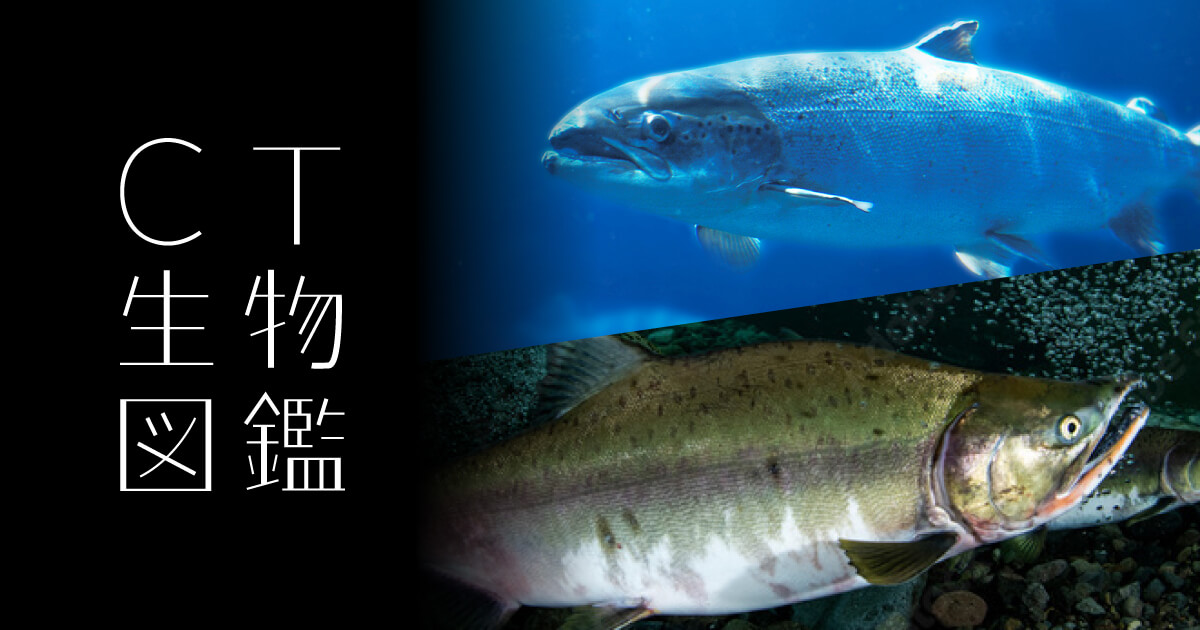 サーモンページ② おすしかめんサーモン きょうふ! なぞなぞニギリーランド | 土門