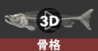 サケの骨格の3Dデータを操作する