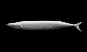 サンマの3Dイメージ