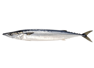 サンマ