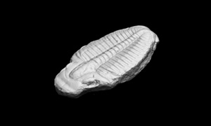 三葉虫の3Dイメージ