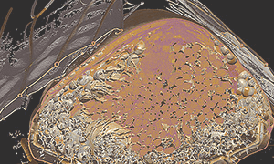 アブラゼミの羽根を含めた断面の3Dイメージ