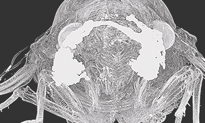 正面からのセミの断層画像