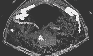 セミの腹部の断層画像