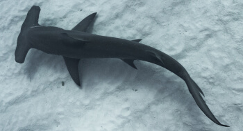hammerhead shark