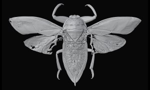 タガメの3Dイメージ