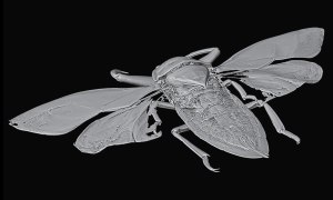 タガメの3Dイメージ