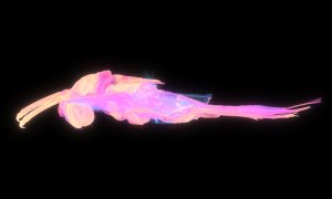 タガメの断層画像