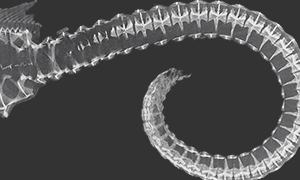 タツノオトシゴ椎骨のCT画像