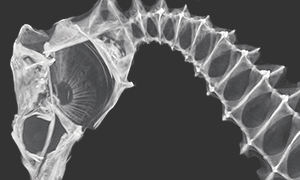 タツノオトシゴ鱗のCT画像