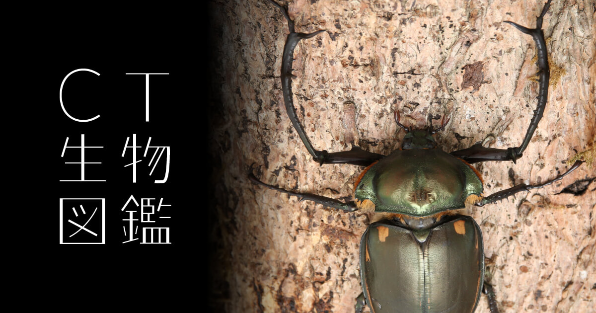 テナガコガネ No.26 テナガコガネ | CT生物図鑑