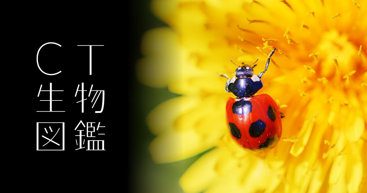 No.28 ナナホシテントウムシ | CT生物図鑑