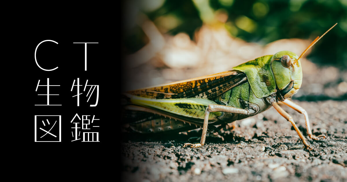 No.29 トノサマバッタ | CT生物図鑑