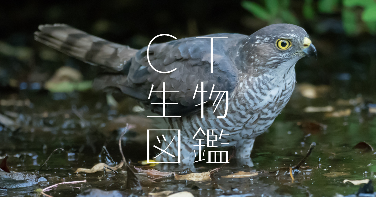 極上　ネズミ小槌　大　1572g トヒルウ　東さ7-0524⭐︎2F 2023,7/25 新着WILD 総勢23種・ 世界最高峰!!ミャンマー便