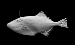 ウマヅラハギの3Dイメージ