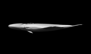 ウマヅラハギの3Dイメージ