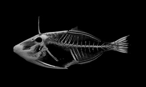 ウマヅラハギの3Dイメージ