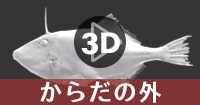 ウマヅラハギの3Dデータを操作する