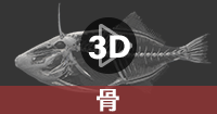 ウマヅラハギの3Dデータを操作する