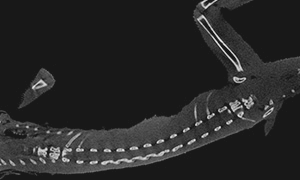 ヤモリの腹部の断面CT画像