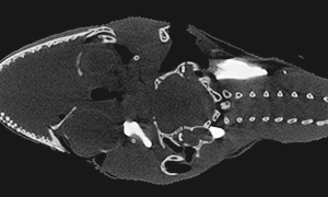ヤモリの頭部の断面CT画像