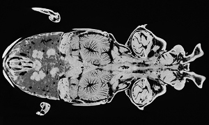 ニジイロクワガタの真上からみた断層画像