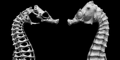 No.57 ダンゴムシを図鑑に追加