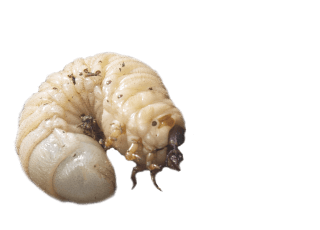 カブトムシ幼虫