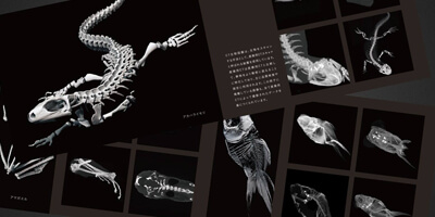 CT生物図鑑アートブックを無料で配布しています。